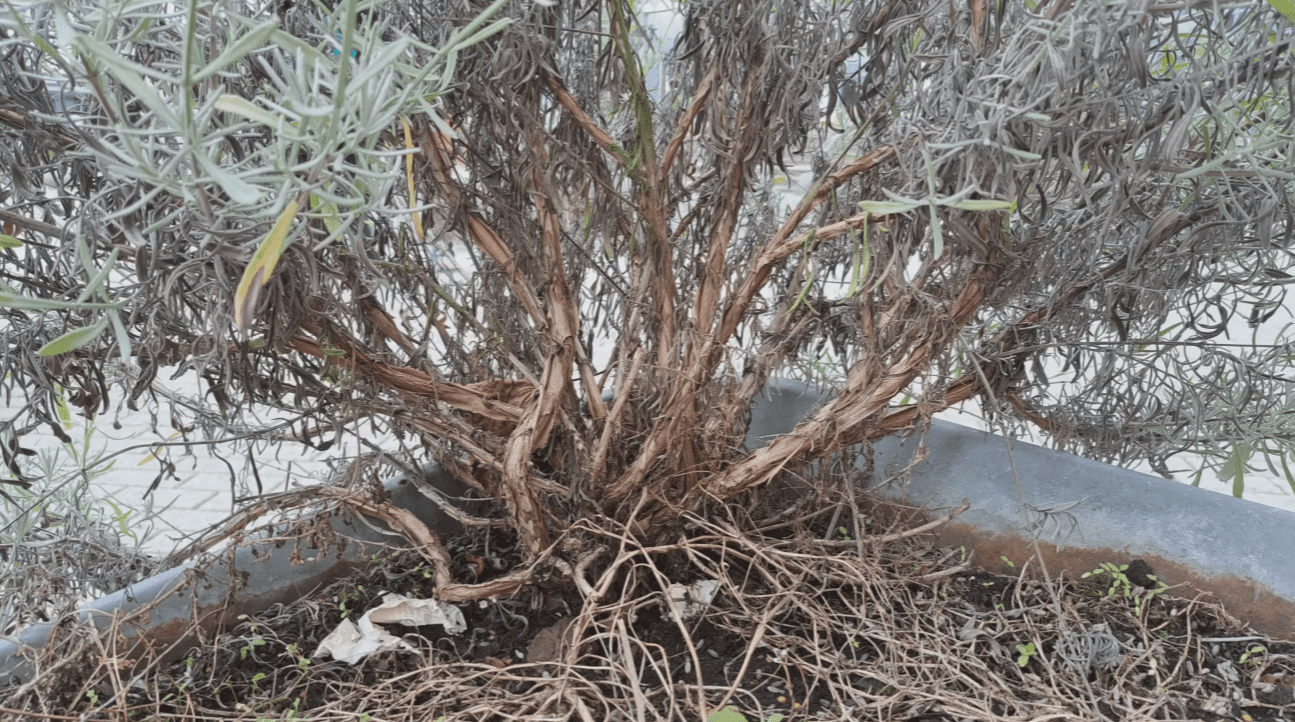 5 Ways to Rejuvenate Old Lavender and Bring Back Its Lush Green Look - Copper Pro