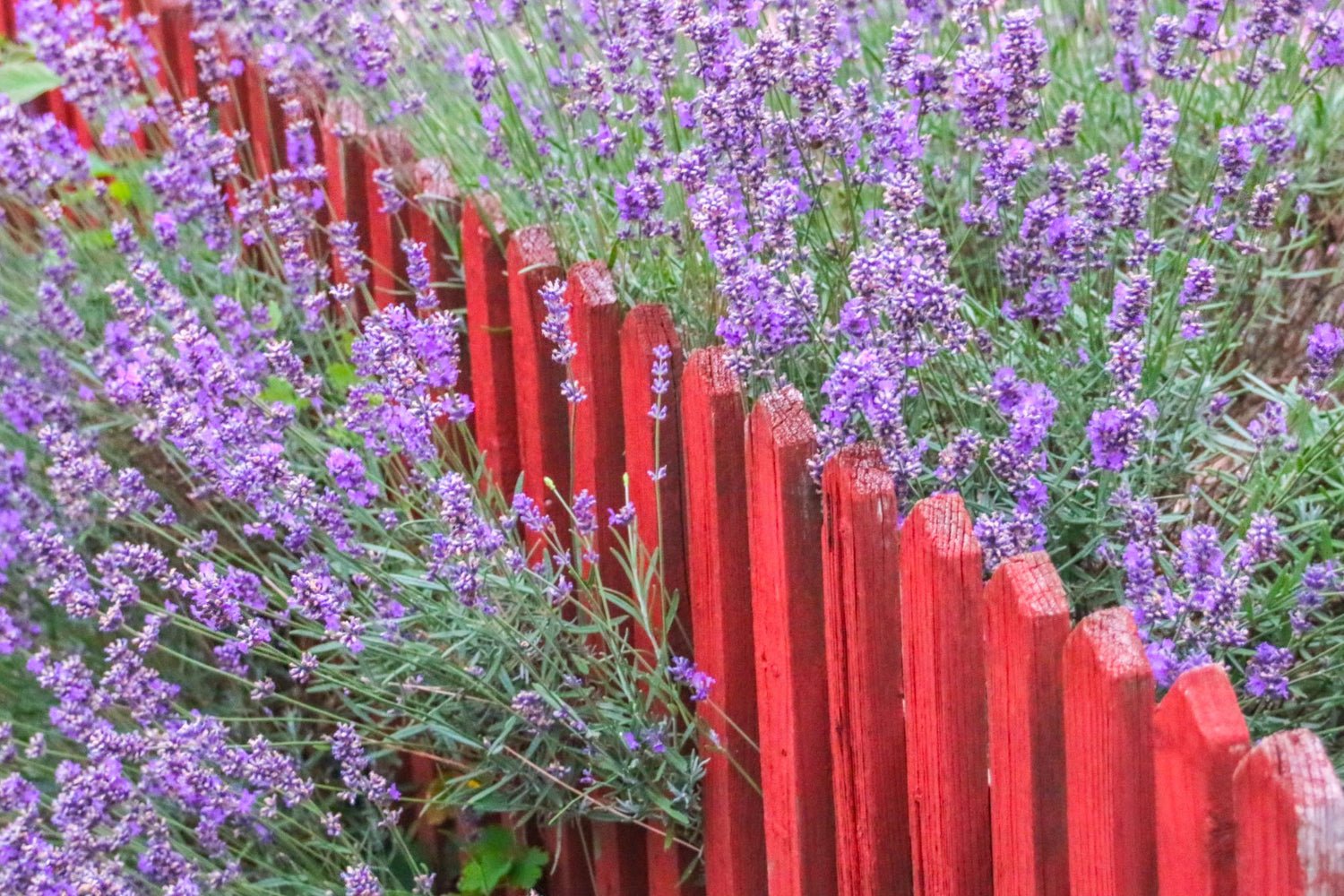 Healing Lavender: What to Do While It’s Blooming - Copper Pro
