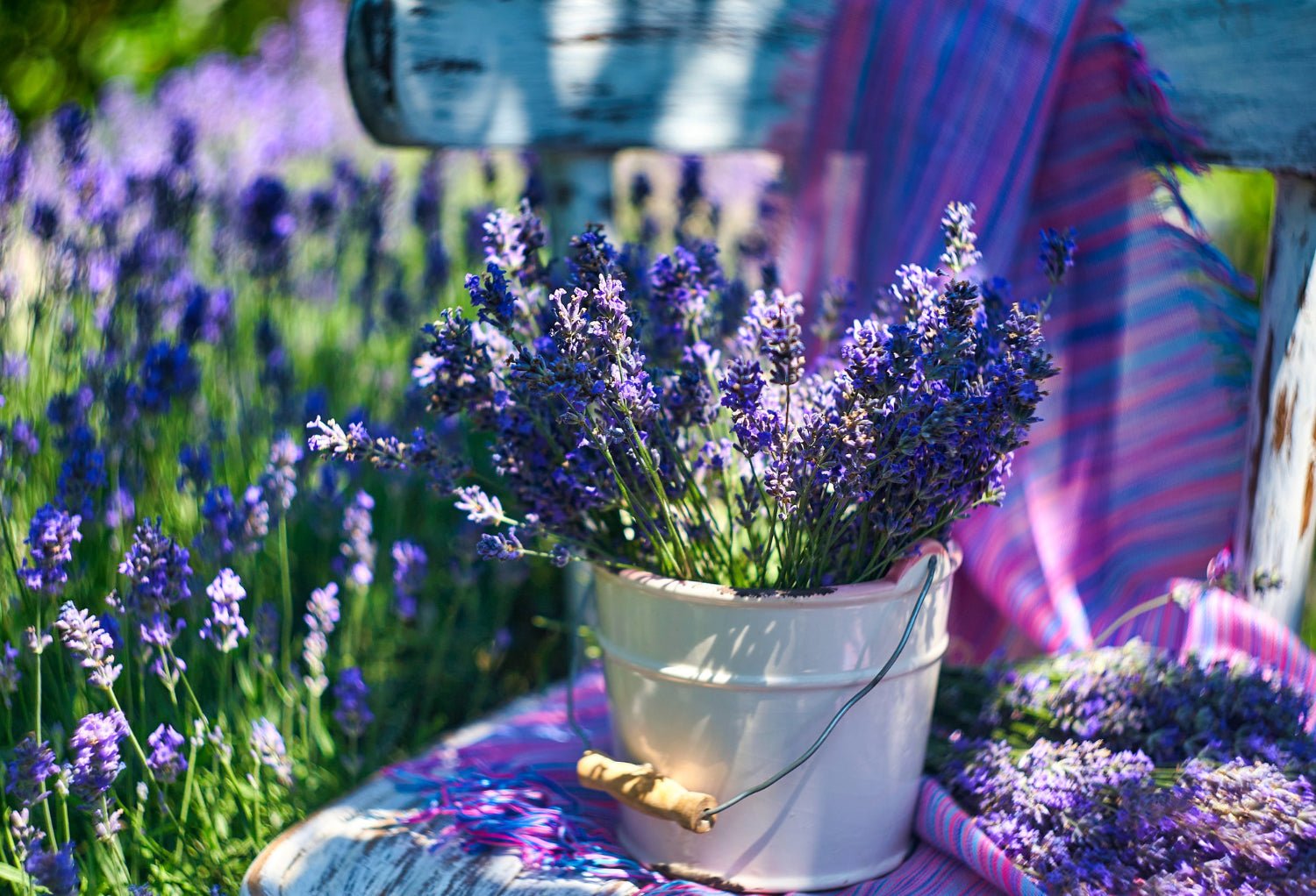 How to Care for Lavender in Summer So That It Blooms? Practical Tips - Copper Pro