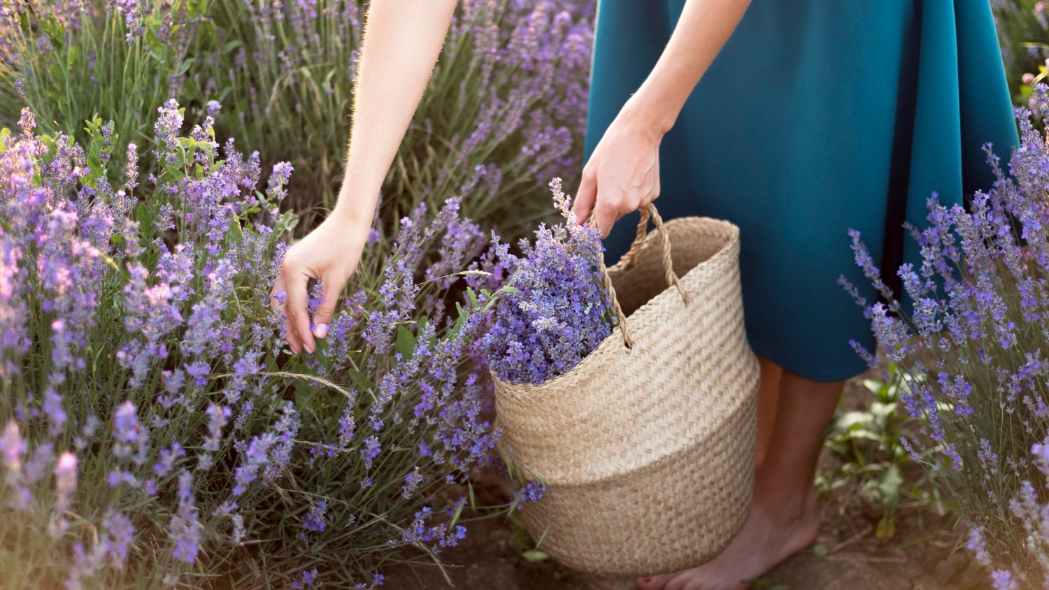 One Simple Step for Lavender—And Blooms Across the Garden: What to Do with the Plant in August 2025 (A Key Tip) - Copper Pro